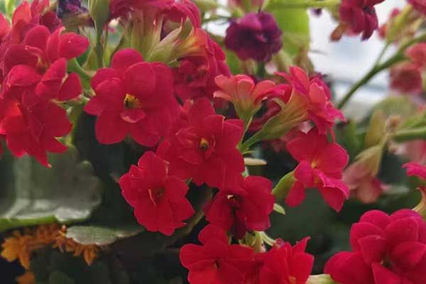 衡水心理咨询师证怎么考 - 报考条件要求有哪些？