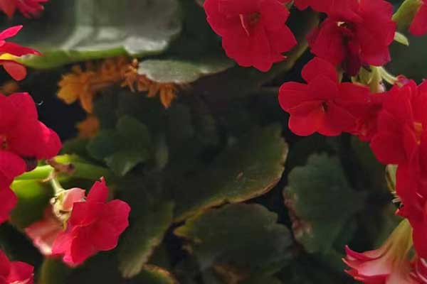 潍坊心理咨询师证怎么考 - 报考条件要求有哪些？