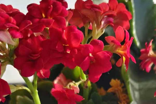 黑龙江心理咨询师证怎么考 - 报考条件要求有哪些？