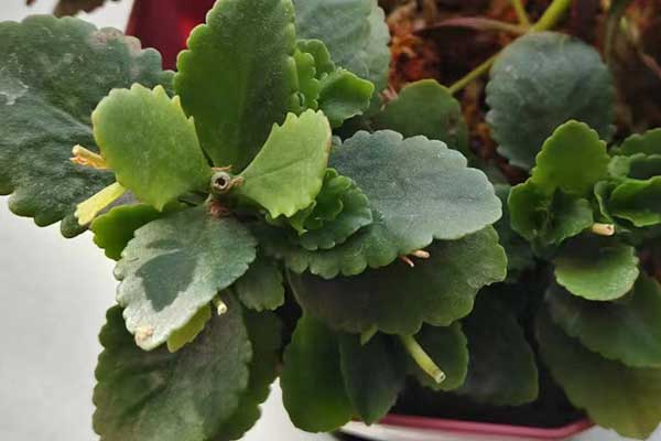 延吉心理咨询师证怎么考 - 报考条件要求有哪些？