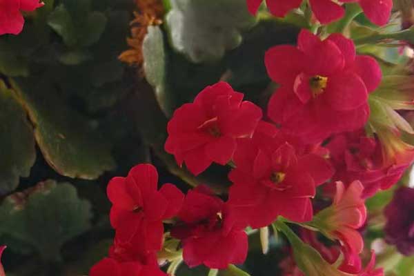 青岛心理咨询师证怎么考 - 报考条件要求有哪些？