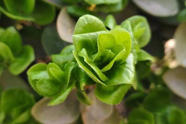 哈尔滨心理咨询师证怎么考 - 报考条件要求有哪些？