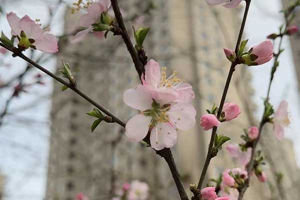 苏州心理咨询师证怎么考 - 报考条件要求有哪些？