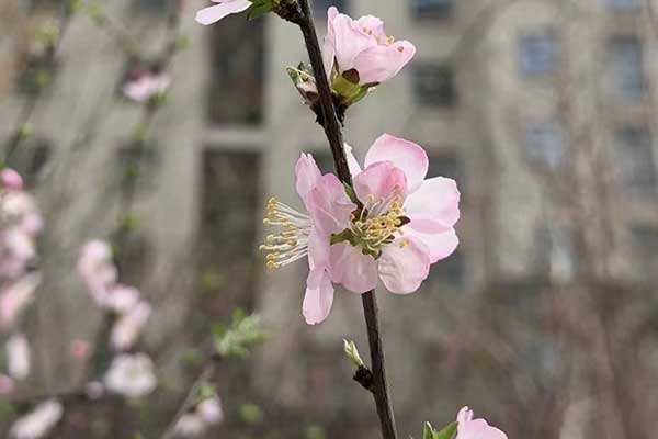 徐州心理咨询师证怎么考 - 报考条件要求有哪些？