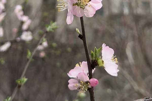 连云港心理咨询师证怎么考 - 报考条件要求有哪些？