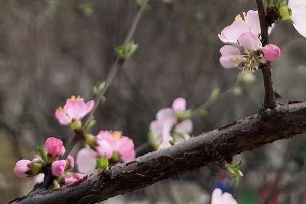 盐城心理咨询师证怎么考 - 报考条件要求有哪些？