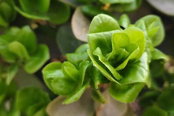 宿州心理咨询师证怎么考 - 报考条件要求有哪些？