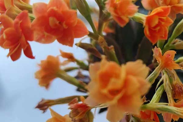 宣城心理咨询师证怎么考 - 报考条件要求有哪些？