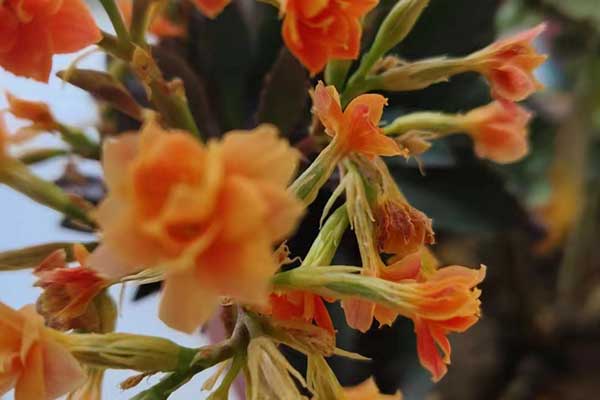 福州心理咨询师证怎么考 - 报考条件要求有哪些？