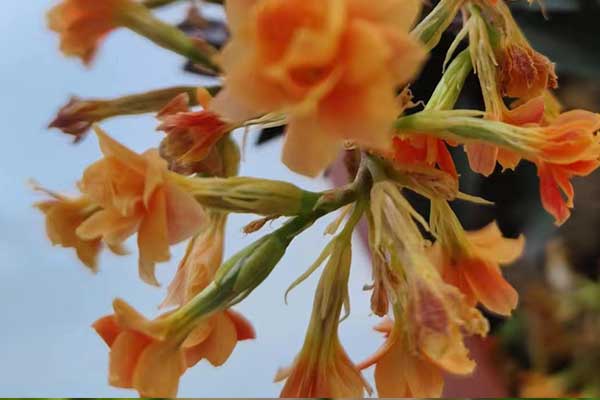 厦门心理咨询师证怎么考 - 报考条件要求有哪些？