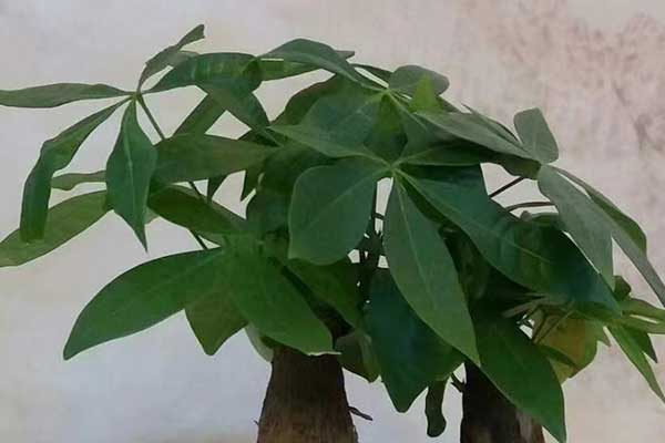 宜昌心理咨询师证怎么考 - 报考条件要求有哪些？