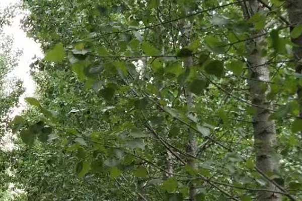 遵义心理咨询师证怎么考 - 报考条件要求有哪些？