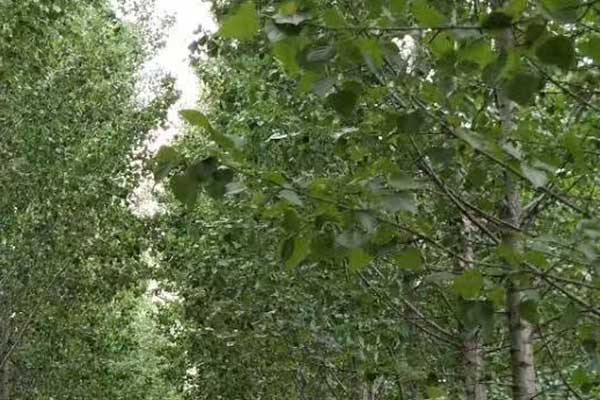 云南心理咨询师证怎么考 - 报考条件要求有哪些？