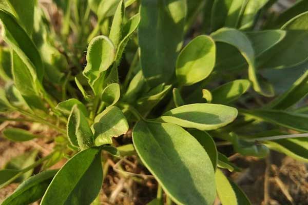 绵阳社会工作者培训机构哪家好？费用多少钱？