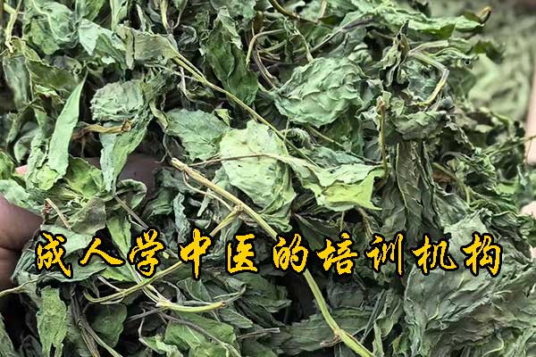 广州成人中医培训班 - 中医师承跟师培训机构