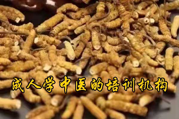 南宁学中医针灸的正规学校