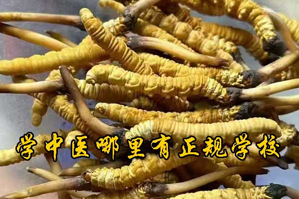 西宁有没有专门学中医的学校