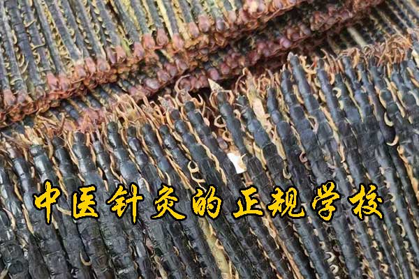 江门学中医哪里有正规学校？