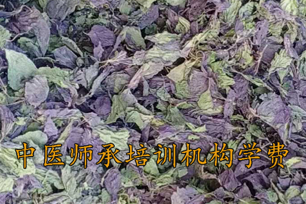 大庆中医师承3年5年培训费用