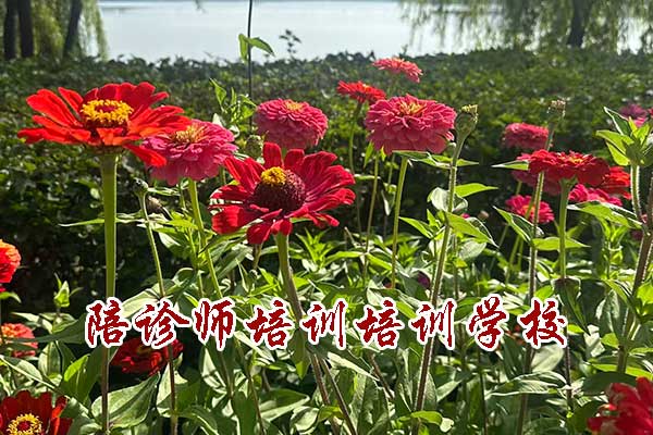 济南陪诊师培训课程有哪些