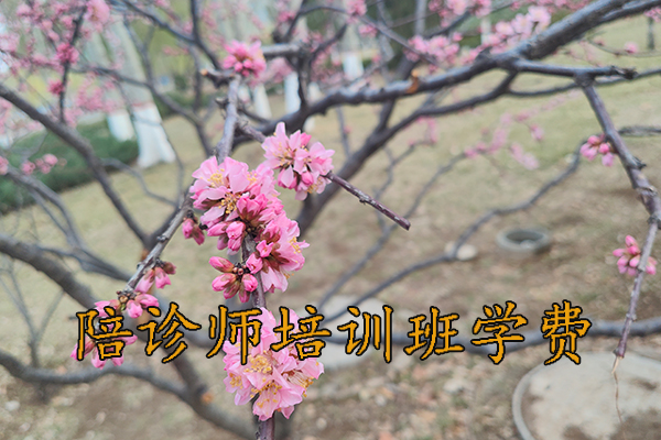 南宁陪诊师培训课程有哪些