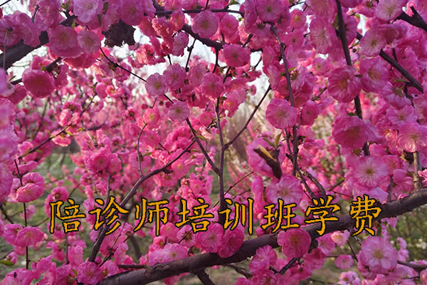 昆明陪诊师培训考试报名培训服务