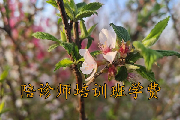 西安陪诊师培训机构哪家好