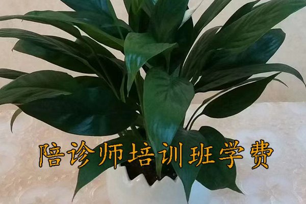 大连陪诊师培训课程有哪些