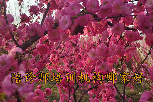 株洲陪诊师培训机构费用多少