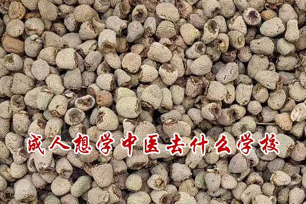 成人想学中医去什么学校机构靠谱