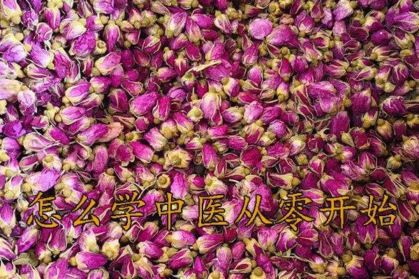 怎么学中医从零开始