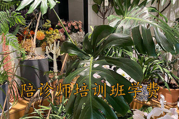 沈阳医疗陪诊顾问培训费用