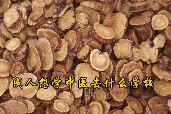 成人想学中医去什么学校