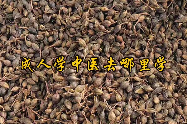 成人学中医去哪里学