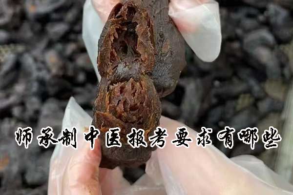 师承制中医报考要求有哪些？