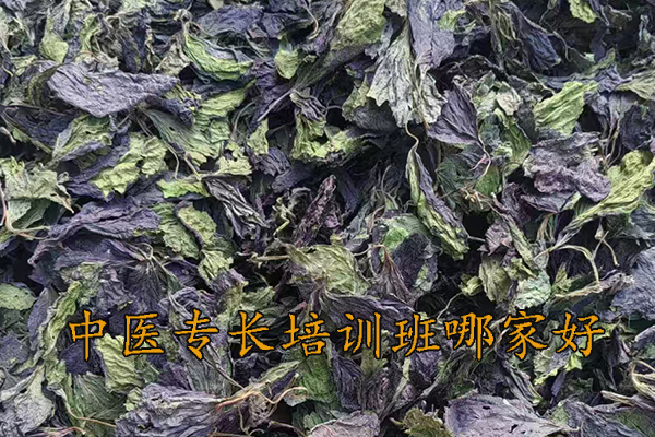 临沂中医专长培训班哪家正规