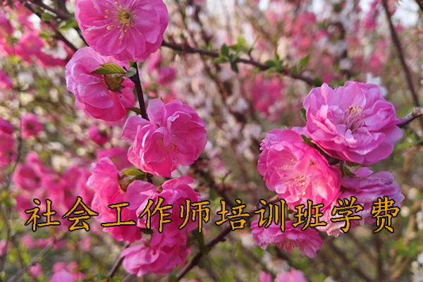 衡阳社会工作师培训机构排名