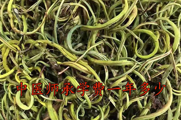 泰安中医师承机构学费多少