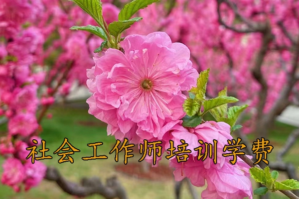 岳阳社会工作师培训班报名条件