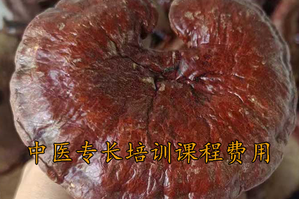 漯河中医专长培训课程费用