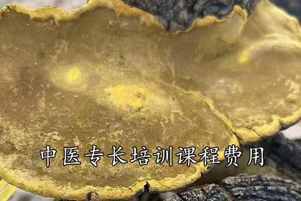 益阳中医专长培训班哪家正规