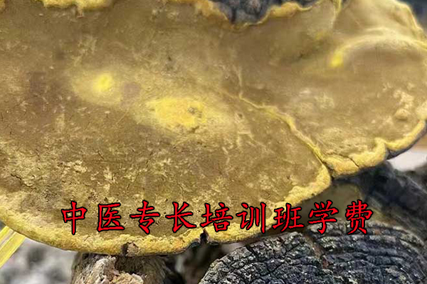 德阳中医专长培训班哪家正规